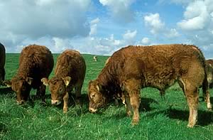 beef cattle